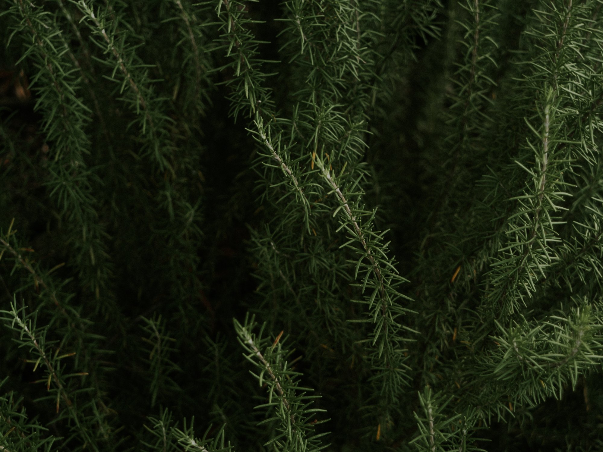 Photo by Kody Dahl on Unsplash